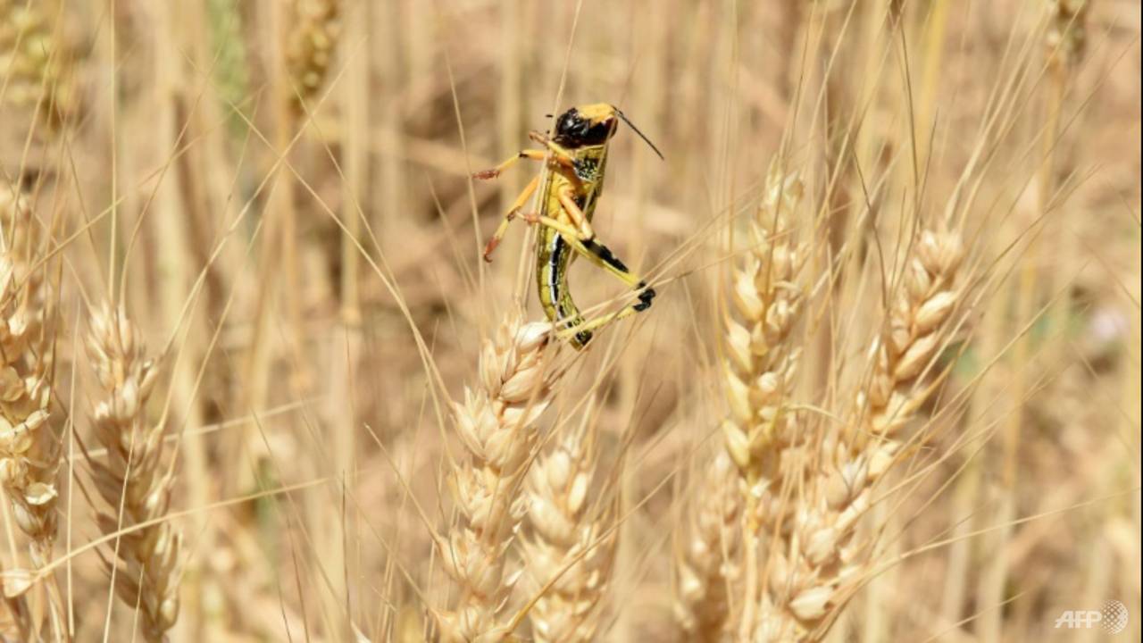 Indian drones pursue locusts as swarms destroy swathes of crops