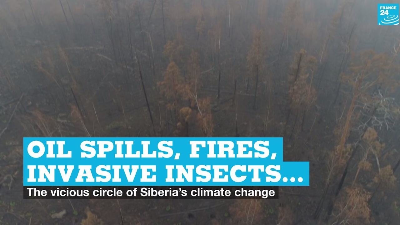 Oil spills, wildfires, invasive insects… Siberias climate change vicious circle