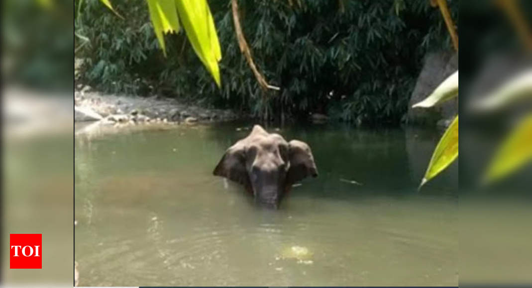Investigation underway, focus on three suspects: Kerala CM on killing of pregnant elephant