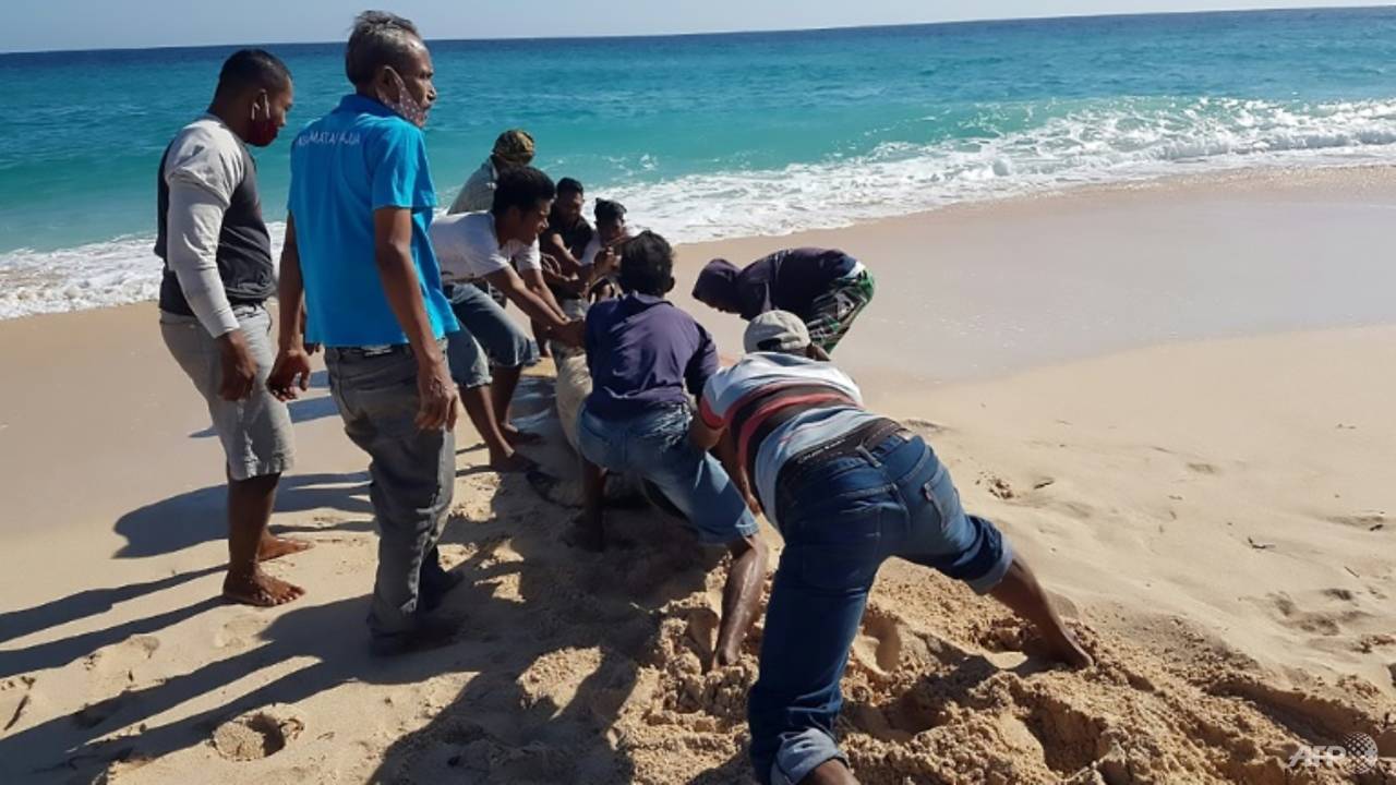 Ten dead whales found on Indonesian beach, one saved by locals