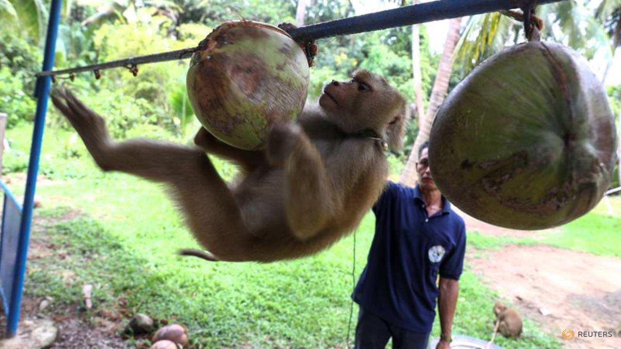 Thai monkey trainer rejects PETA claims on coconut harvesting