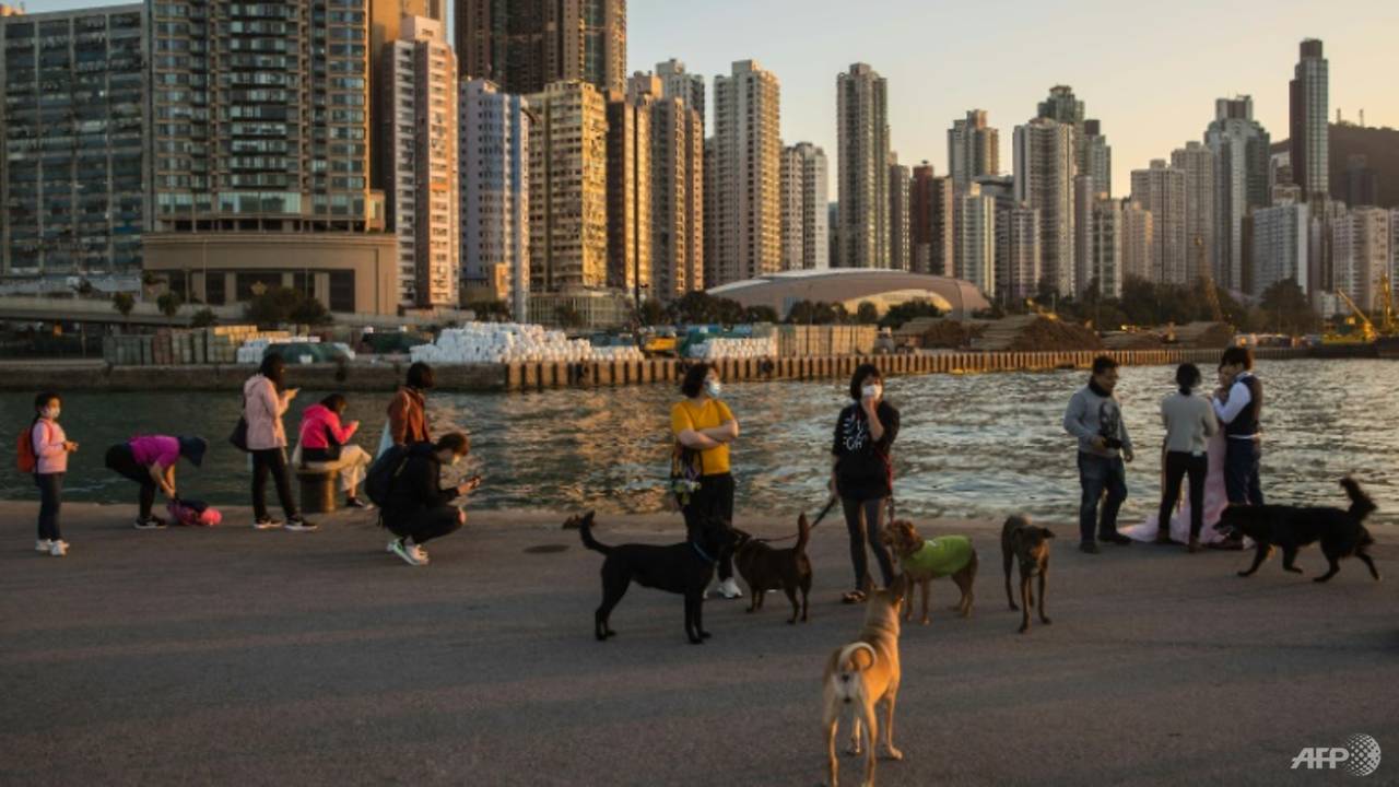 Pet cat and dog in two separate areas in Hong Kong test positive for COVID-19