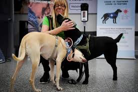Helsinki: Coronavirus-sniffing Dogs Could Provide Safer Travel