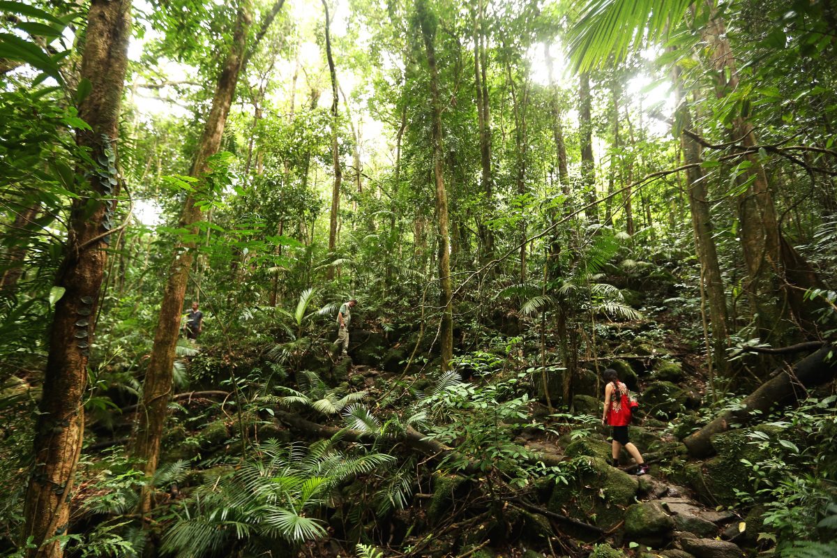 North Queensland Losing $7 Million Each Day Due to Border Closure