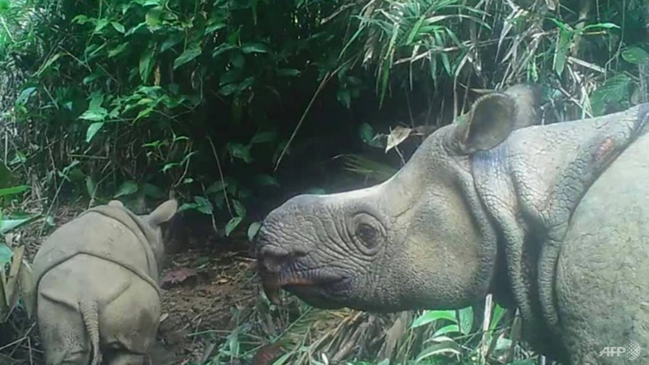 Two endangered Javan rhino calves spotted in Indonesian park
